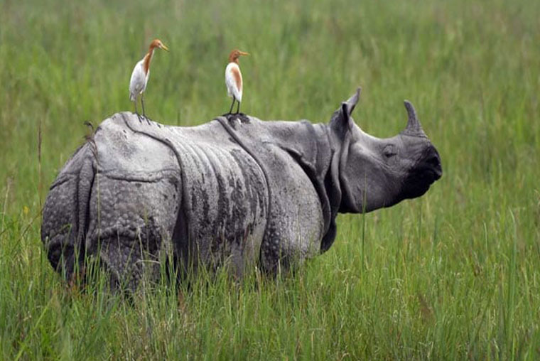 car rental guwahati to shillong, car rentals in shillong, car on rent guwahati, guwahati to shillong cab, online car booking in guwahati, cabs in guwahati, car hire in shillong, guwahati cab, innova booking in guwahati, car on hire in guwahati, guwahati car rent, guwahati to tawang taxi fare, guwahati to shillong car booking, guwahati taxi stand, guwahati shillong car rental, shillong cab rental, best taxi service in guwahati, tempo traveller price in guwahati, shillong tours and travels, shillong travel taxi, cab hire in guwahati, taxi service guwahati, shillong to guwahati taxi fare, guwahati to manas national park taxi fare, tata sumo fare from guwahati to tawang, rent a car in assam, car hire assam, international travel agency in guwahati, meghalaya taxi service, guwahati to shillong cabs, innova car price in guwahati, innova on road price in guwahati, cab service in guwahati, scorpio car price in guwahati, car rental in guwahati to shillong, guwahati cab services, guwahati to shillong taxi fare, cheapest tempo traveller rental in guwahati guwahati, guwahati to shillong bus, travel agency guwahati to shillong, guwahati to shillong taxi, assam govt taxi fare, guwahati tempo traveller, best travel agency in guwahati, rent cars in guwahati, rent a car in shillong, guwahati innova service, shillong taxi service, assam taxi service, cab booking guwahati, guwahati to shillong car hire charges, tempo traveller in shillong, innova price in guwahati, ford aspire price in guwahati, bmw car price in guwahati, traveller in guwahati, guwahati to shillong cab fare, guwahati to shillong car, taxi from guwahati to shillong, taxi fare from guwahati to shillong, tempo traveller rental service in guwahati assam, cab from guwahati to shillong, rental car in shillong, taxi operators in guwahati, rental cars in shillong, cab services in guwahati, car from guwahati to shillong, guwahati cabs, rent car in shillong, tour and travel agency in guwahati, scorpio price in guwahati, tour operator in guwahati, taxi rental services, guwahati to shillong taxi booking, guwahati travels agency, guwahati travel agency, guwahati to shillong tata sumo fare, force traveller price in guwahati, innova crysta price in guwahati, toyota innova price in guwahati, car rent in shillong, travel agency in guwahati assam, tawang taxi service, shillong sightseeing taxi fare, best travel agent in guwahati, shillong to guwahati bus, guwahati to shillong bus fare, shillong car hire, guwahati to kaziranga taxi, force traveller 26 seater price in assam, travel agency in shillong, city cab jorhat, manas taxi, travel agencies in guwahati, list of travel agents in guwahati, majuli to guwahati, tour operators in guwahati, bmw car rent in guwahati, guwahati taxi services, guwahati to shillong by car, guwahati to majuli bus, assam taxi, guwahati to shillong bus service, jorhat to guwahati bus, car rent from guwahati to shillong, car for hire in guwahati,assam, meghalaya, arunachal pradesh, guwahati to shillong cab booking, car rental at guwahati airport, force traveller 17 seater price in assam, taxi fare from guwahati to tawang, guwahati to itanagar taxi fare, guwahati to kaziranga shared taxi, toyota innova crysta price in guwahati, guwahati to aizawl sumo fare, shillong to kaziranga taxi fare, taxi in shillong, silchar to guwahati sumo service, kaziranga to guwahati bus, taxi fare from dimapur to imphal, cab in guwahati, book cab in guwahati, tempo traveller on rent in guwahati, shillong sightseeing taxi, guwahati travel agent, cab service in guwahati to shillong, car fare from guwahati to shillong, travel from guwahati to shillong, shillong cab service, assam travel agency, car price in guwahati, bus service from guwahati to shillong, guwahati to shillong by bus, guwahati to shillong shared taxi fare, assam tours and travels, guwahati to kaziranga by car, majuli island from guwahati, guwahati to tawang by road, tour operators for assam, guwahati cab booking, cab guwahati, shillong rent taxi, taxi services in guwahati, guwahati to bomdila car fare, travel agency guwahati, guwahati to tawang car fare, shillong travel agent, taxi service in shillong, car in guwahati, guwahati airport to shillong taxi, shillong tour and travels, travel agency in assam, taxi service in jorhat, jorhat taxi service, taxi from shillong to guwahati, shillong taxi, guwahati airport to shillong taxi fare, guwahati to tezpur taxi fare, bus service from guwahati to jorhat, guwahati car, bike rent in guwahati, guwahati railway station to airport taxi fare, guwahati to haflong bus, tours and travels car rental, guwahati to dhubri bus, dimapur to kohima taxi fare, guwahati to bhalukpong bus service, how to travel from guwahati to shillong, guwahati tour operators, taxi fare from guwahati airport to shillong, guwahati to nameri national park, resorts in manas national park, how to reach bomdila from guwahati, shillong travel blog, car on rent in shillong, car rent in jorhat, jorhat car rental, largest tempo traveller hiring service in guwahati, tempo traveller rent for guwahati shillong tour, best cab service in guwahati, taxi guwahati, bomdila to tawang taxi fare, guwahati to tawang car rental, shillong to guwahati taxi, taxi fare guwahati to shillong, guwahati to jorhat taxi, guwahati to dimapur taxi, shillong travels, guwahati to dhubri bus fare, suv price in guwahati, jorhat taxi, bus from guwahati to shillong, guwahati to golaghat bus, ghy to shillong bus, buses from guwahati to shillong, shillong taxi fare, bus service from jorhat to guwahati, car in shillong, travel agent in assam, dhubri to guwahati bus, travel agent assam, guwahati airport to kamakhya temple taxi fare, guwahati railway station to shillong taxi fare, assam tour and travels, buses from shillong to guwahati, guwahati to bomdila bus service, car rental services near me, silchar to shillong sumo service, manas national park to guwahati, guwahati local sightseeing packages, guwahati to sela pass, guwahati to shillong government bus service, guwahati to shillong by road, guwahati to tura bus service, guwhati to shillong, guwahati one day tour, innova travel agency, north east taxi rentals, shillong tourist cab, tourist vehicle near me, car rental nearme, tours & travels near me, cab on rent near me, car on hire near me, monthly rental cars, travelling agencies near me, bus travel agency near me, tour & travels near me, hire vehicle near me, car rent near me, taxi operators near me, touring agency near me, cab booking from guwahati to shillong, nearby taxi cab service, innova service from kohima to guwahati, tourist traveller near me, cheapest car in shillong, force traveller 17 seater price in guwahati, kohima to guwahati innova service, guwahati to shillong taxi service, shillong car service, guwahati to shillong tourist car, travel agent in shillong, taxi service guwahati to shillong, new cab service in guwahati, low price car in guwahati, tempo price in guwahati, kaziranga to guwahati taxi fare, tawang car rental, guwahati to shillong fare in car, guwahati to tura sumo service, shillong travel agency, shillong cab, tours and travels in shillong, guwahati to shillong cab service, guwahati to majuli bus service, guwahati to shillong sumo fare, toyota innova price in assam, bolero car price in guwahati, guwahati to kaziranga car fare, cabs in shillong, online bus booking assam, guwahati to kaziranga taxi, mahindra bolero pickup price in guwahati, guwahati shillong bus, kaziranga to shillong taxi fare, guwahati one day sightseeing by bus, shillong to kaziranga car fare, guwahati to tawang bus fare, local sightseeing in guwahati, sightseeing of guwahati, shillong to silchar sumo, car rental service in guwahati, car rental agency in guwahati